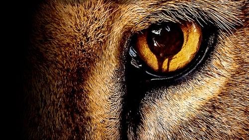 Zoo 2.Sezon 4.Bölüm izle